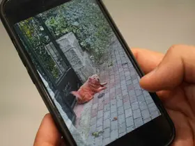 Boyalı köpekler merak uyandırdı
