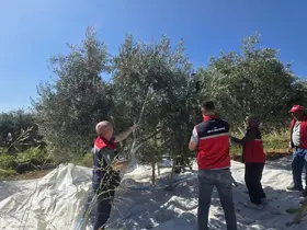 Bozdoğan’da zeytin hasadı üretici bahçesinde gerçekleştirildi
