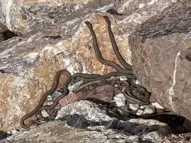 Brezilya’nın ‘Yılan Adası’ değil Yüksekova
