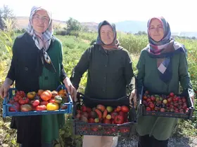 Bu bahçede 55 çeşit domates, 22 çeşit biber üretiliyor
