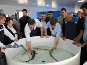 Bu balığın havyarı ’siyah inci’: Karadeniz’e 8 bin adet dağıtılacak, çiple takip edilecek
