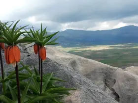 Bu çiçekleri koparmanın cezası 700 bin lirayı buluyor
