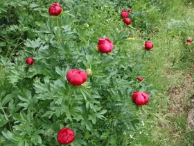 Bu gülleri koparmanın cezası yaklaşık 700 bin TL
