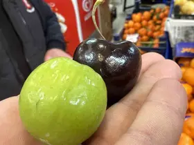 Bu meyveler aşerenler için Singapur’dan geliyor
