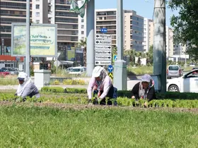 Bu yaz Osmangazi’de çiçek kokuları eksik olmayacak
