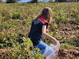 Buharkent’te hasat öncesi pestisit denetimleri sürüyor
