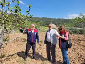 Buharkent’te ilek bahçeleri kontrol edildi
