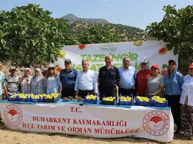 Buharkent’te taze incir hasadı başladı
