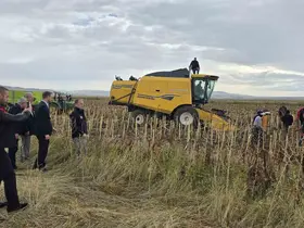 Bulanık’ta çerezlik ayçiçeği hasadı yapıldı
