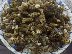Buldan ormanlarında kuzugöbeği bereketi
