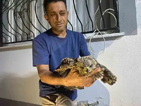 Bulduğu şahine ciğer dürüm söyledi
