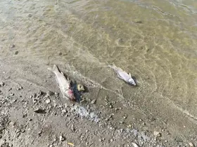 Burcun Göleti’nde balık ölümleri
