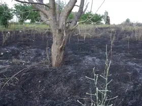 Burdur’da 15 dönümlük alan yangında zarar gördü
