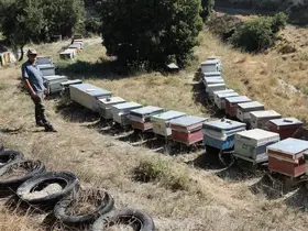 Burdur’da arılı kovanlar denetleniyor
