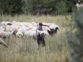 Burdur’un dağlarında yarım asırdır koyunların peşinde
