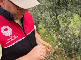Burhaniye de zeytin bahçelerine hasat öncesi yoğun kontrol
