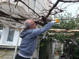 Burhaniye’de asmalarda budama sezonu başladı
