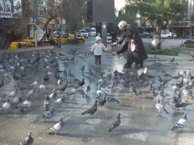 Burhaniye’de güvercinler imece ile besleniyor
