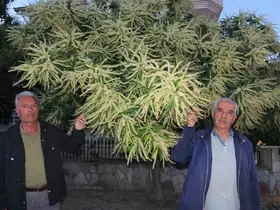Burhaniye’de kestane ağaçları çiçek açtı

