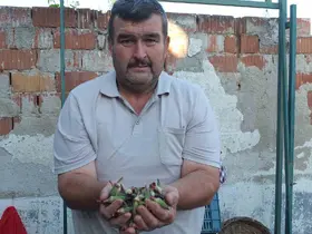 Burhaniye’de kınalı bamya ilgi gördü

