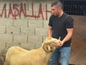 Burhaniye’de kurbanlıklar satışa çıktı
