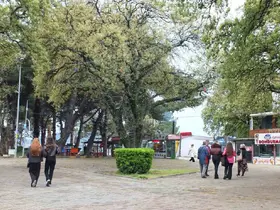 Burhaniye’de tescilli tarihi meşeler Ören’e güzellik katıyor
