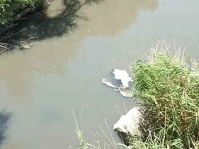 Burhaniye’de Üyücek deresinde kirlilik alarmı
