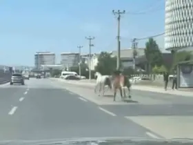 Bursa’da başıboş atlar trafiği tehlikeye attı
