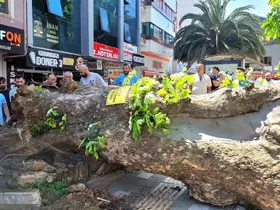 Bursa’da faciadan dönüldü...Asırlık çınar yola devrildi
