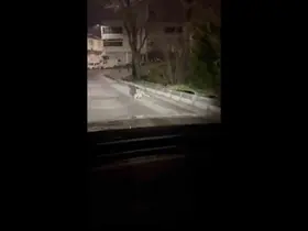 Bursa’da gece yarısı tilki, ağzında kediyle sokakta görüntülendi
