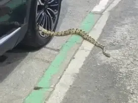 Bursa’da otomobilin jantından yılan çıktı
