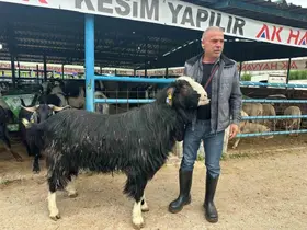 Bursa’daki kurban pazarının şampiyon keçisi 47 bin liradan satıldı
