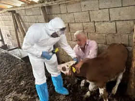 Büyükbaş hayvanlar şapa karşı aşılanıyor
