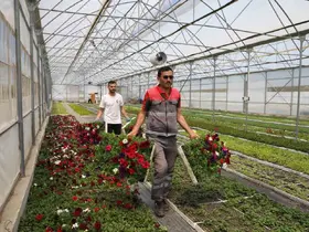 Büyükşehir’in ürettiği çiçekler Ordu’yu renklendiriyor

