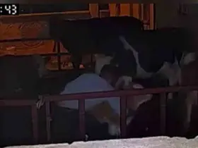 Buzağıyı kucaklayarak çaldılar

