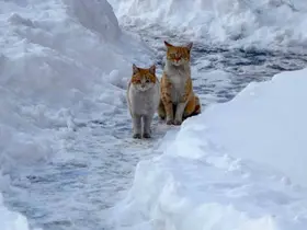 Buzlanma ve dona dikkat
