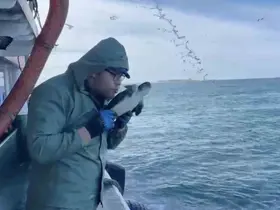 Çanakkale’de balıkçılar ağlarına takılan caretta carettayı kurtardılar

