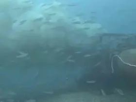 Çanakkale’de boğaza dökülen atık su ile karşılaşan dalgıç, o anları su altı kamerasıyla kaydetti
