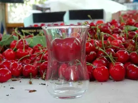 Çanakkale’de çay bardağına sığmayan Lapseki kirazında hasat başladı
