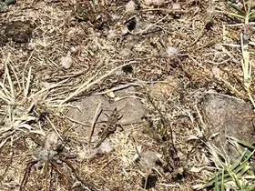 Çanakkale’de çekirge ile mücadele başlatıldı
