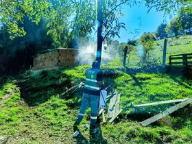 Canik’te kahverengi kokarca ile mücadele
