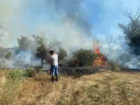 Çankırı’da örtü yangını ağaçlık alana sıçradı
