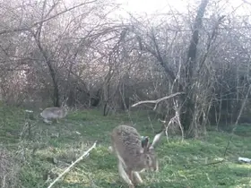 Çankırı’da yaban hayatı kamerada
