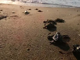 Caretta carettalar denizle buluştu
