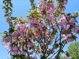 Çark Deresi kıyısında sakura güzelliği
