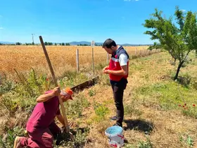 Çavdarhisar’da salep hasadı başladı
