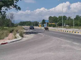 Çaycuma-Perşembe yolunda mandalar sürücülere zor anlar yaşattı
