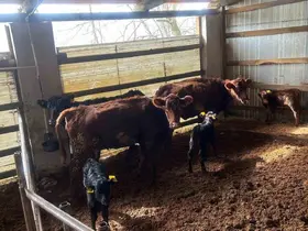 Çaycuma’da yeni doğan buzağılar kayıt altına alındı
