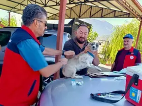 Çay’da evcil hayvanlara kimliklendirme ve kuduz aşısı yapıldı
