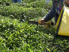 ÇAYKUR yaş çay alımına 2. kez 1 günlük ara verdi
